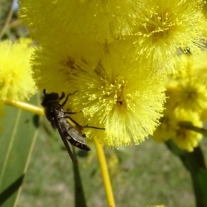 Syrphidae (family) at Yarralumla, ACT - 29 Aug 2024 11:08 AM