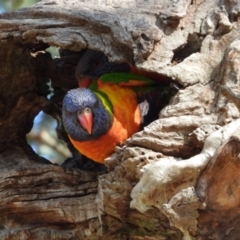 Trichoglossus moluccanus (Rainbow Lorikeet) at Kambah, ACT - 1 Sep 2024 by LinePerrins