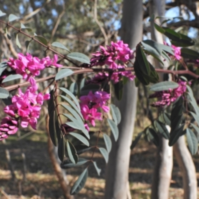 Indigofera australis subsp. australis (Australian Indigo) at Kambah, ACT - 1 Sep 2024 by LineMarie