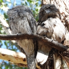 Podargus strigoides (Tawny Frogmouth) at Kambah, ACT - 1 Sep 2024 by LineMarie