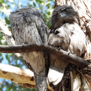 Podargus strigoides at Kambah, ACT - 1 Sep 2024