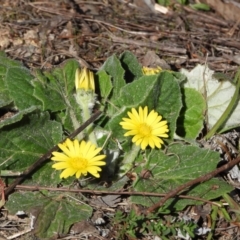 Cymbonotus sp. (preissianus or lawsonianus) (Bears Ears) at Kambah, ACT - 1 Sep 2024 by LinePerrins