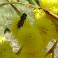 Melangyna viridiceps (Hover fly) at Yarralumla, ACT - 29 Aug 2024 by AndyRussell