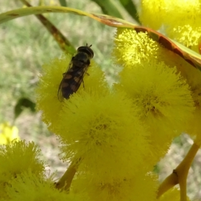 Melangyna viridiceps (Hover fly) at Yarralumla, ACT - 29 Aug 2024 by AndyRussell