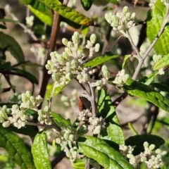 Olearia lirata (Snowy Daisybush) at Burra, NSW - 1 Sep 2024 by trevorpreston