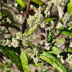 Olearia lirata at Burra, NSW - 1 Sep 2024