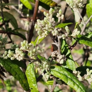 Olearia lirata at Burra, NSW - 1 Sep 2024