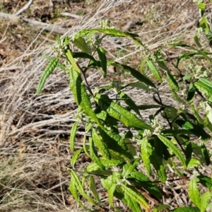 Olearia lirata at Burra, NSW - 1 Sep 2024