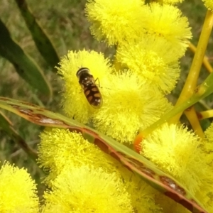 Simosyrphus grandicornis at Yarralumla, ACT - 29 Aug 2024 11:10 AM