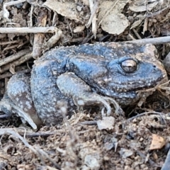 Uperoleia laevigata (Smooth Toadlet) at Burra, NSW - 1 Sep 2024 by trevorpreston