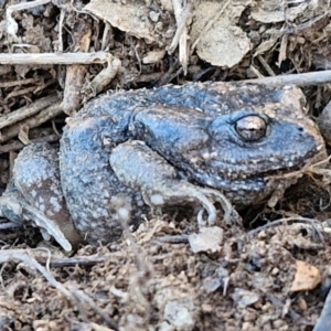 Uperoleia laevigata at Burra, NSW - 1 Sep 2024