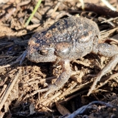 Uperoleia laevigata at Burra, NSW - 1 Sep 2024