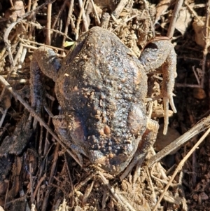 Uperoleia laevigata at Burra, NSW - 1 Sep 2024