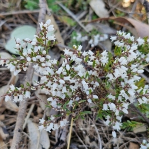 Cryptandra amara at Burra, NSW - 1 Sep 2024 02:32 PM