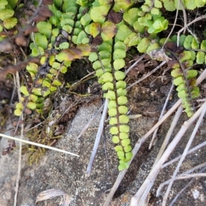 Asplenium trichomanes at Burra, NSW - suppressed