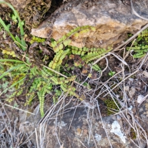 Asplenium trichomanes at Burra, NSW - suppressed