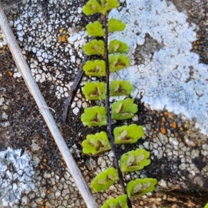 Asplenium trichomanes at Burra, NSW - suppressed