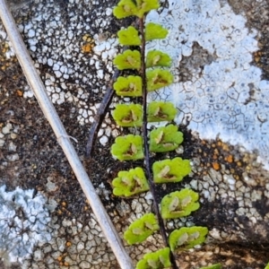 Asplenium trichomanes at Burra, NSW - suppressed