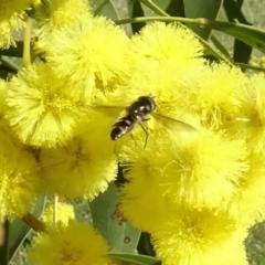 Melangyna collatus (Hover fly) at Yarralumla, ACT - 29 Aug 2024 by AndyRussell