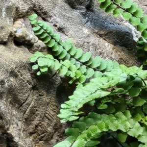 Asplenium trichomanes at Burra, NSW - suppressed