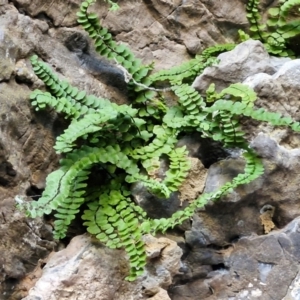 Asplenium trichomanes at Burra, NSW - suppressed