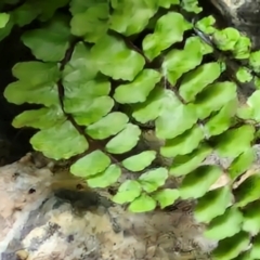 Asplenium trichomanes at Burra, NSW - suppressed