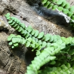 Asplenium trichomanes at Burra, NSW - 1 Sep 2024