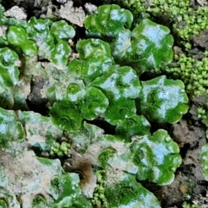 Lunularia cruciata at Burra, NSW - 1 Sep 2024 02:19 PM