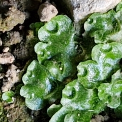 Lunularia cruciata at Burra, NSW - 1 Sep 2024 02:19 PM