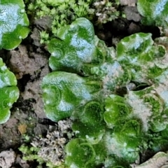 Lunularia cruciata at Burra, NSW - 1 Sep 2024 02:19 PM