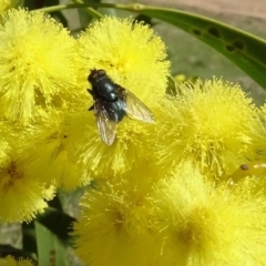 Rutilia (Rutilia) sp. (genus & subgenus) at Yarralumla, ACT - 29 Aug 2024 by AndyRussell