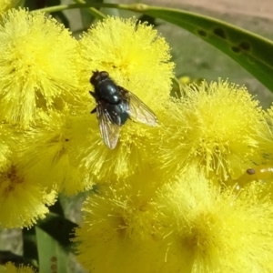 Calliphoridae (family) at Yarralumla, ACT - 29 Aug 2024 11:07 AM