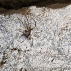 Unidentified Jumping or peacock spider (Salticidae) at Burra, NSW - 1 Sep 2024 by trevorpreston