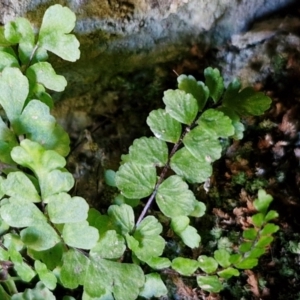 Asplenium trichomanes at Burra, NSW - 1 Sep 2024