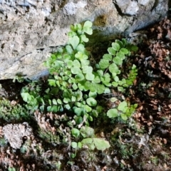 Asplenium trichomanes at Burra, NSW - 1 Sep 2024