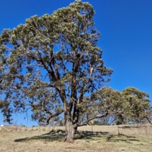 Eucalyptus bridgesiana at Burra, NSW - 1 Sep 2024 01:56 PM