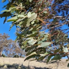 Eucalyptus bridgesiana at Burra, NSW - 1 Sep 2024 01:56 PM