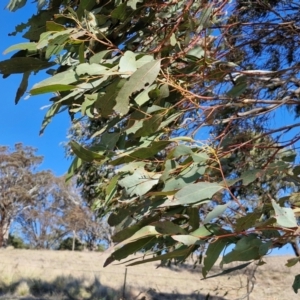 Eucalyptus bridgesiana at Burra, NSW - 1 Sep 2024 01:56 PM