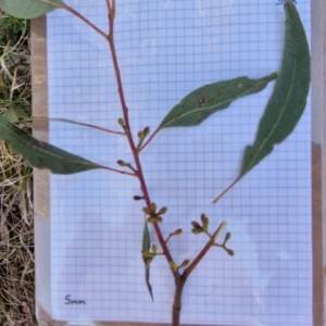 Eucalyptus bridgesiana at Burra, NSW - 1 Sep 2024