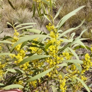 Acacia rubida at Burra, NSW - 1 Sep 2024