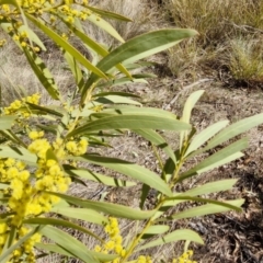 Acacia rubida at Burra, NSW - 1 Sep 2024 01:52 PM