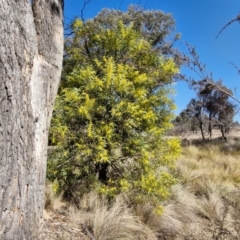 Acacia rubida at Burra, NSW - 1 Sep 2024