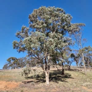 Eucalyptus polyanthemos subsp. polyanthemos at Burra, NSW - 1 Sep 2024 01:44 PM