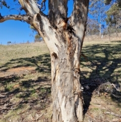 Eucalyptus polyanthemos subsp. polyanthemos at Burra, NSW - 1 Sep 2024 01:44 PM