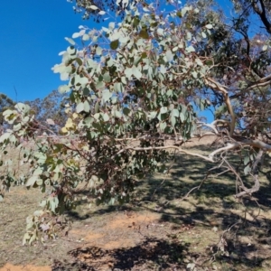 Eucalyptus polyanthemos subsp. polyanthemos at Burra, NSW - 1 Sep 2024