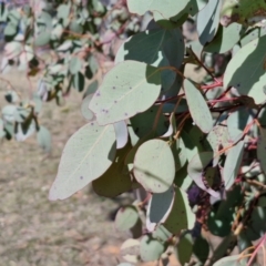 Eucalyptus polyanthemos subsp. polyanthemos at Burra, NSW - 1 Sep 2024