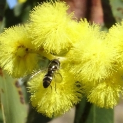 Melangyna collatus (Hover fly) at Yarralumla, ACT - 29 Aug 2024 by AndyRussell