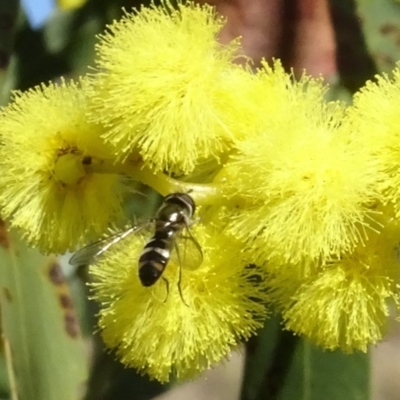 Melangyna collatus (Hover fly) at Yarralumla, ACT - 29 Aug 2024 by AndyRussell