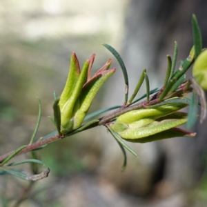 Crowea exalata at Cowra, NSW - suppressed