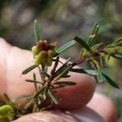 Crowea exalata at Cowra, NSW - suppressed